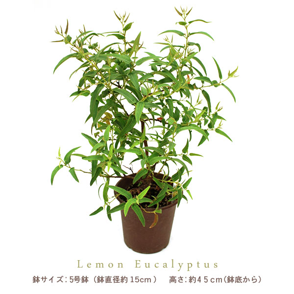 すべての美しい花の画像 新着レモン ユーカリ 鉢植え