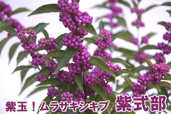 植物 紫式部 価格 植物 紫式部 価格