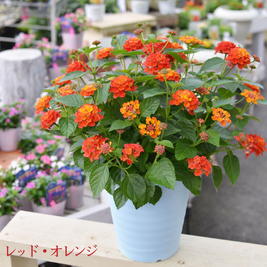 楽天市場 玄関まわりに置きたい鉢花 ランタナ バンダナ Fleur Town 吉本花城園