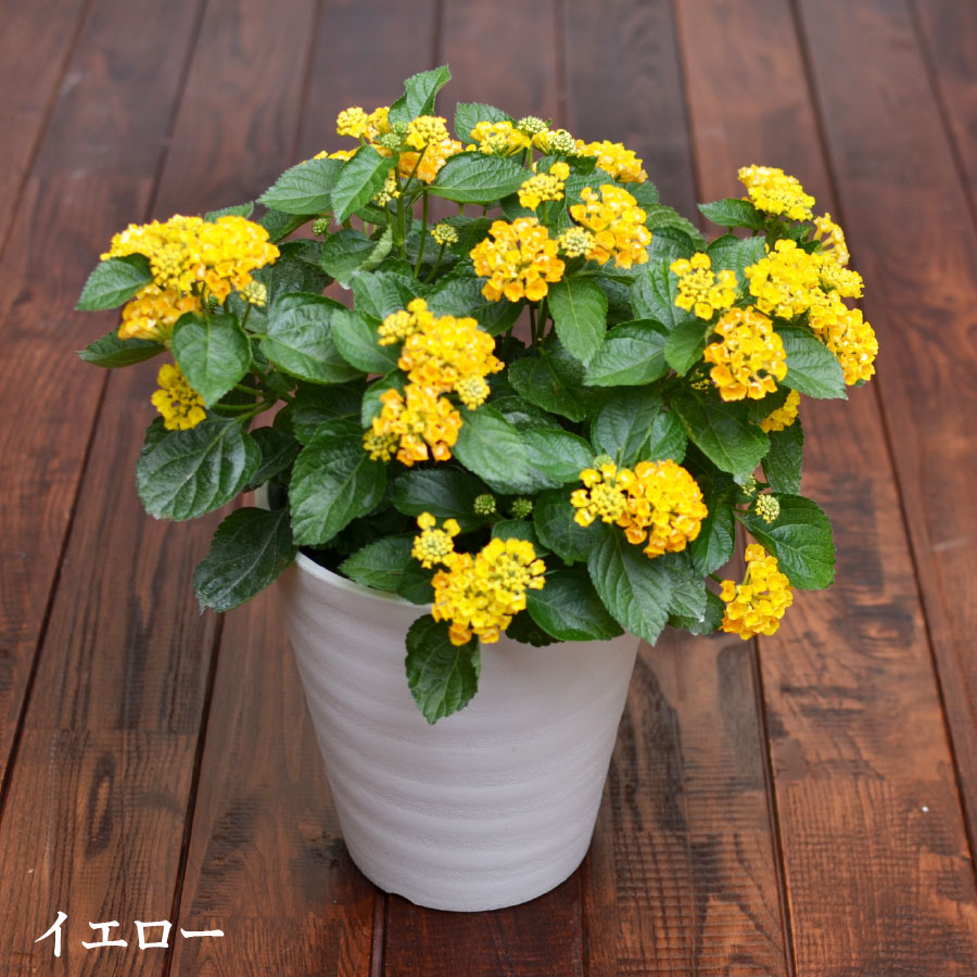 楽天市場 玄関まわりに置きたい鉢花 ランタナ バンダナ Fleur Town 吉本花城園
