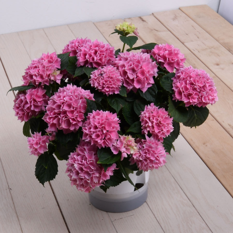 楽天市場 花終わり品 アジサイ ピンク系 茜雲 あかねぐも お花 アジサイ 鉢植え 5号 鉢植え 花鉢 鉢花 苗 紫陽花 あじさい Fleur Town 吉本花城園