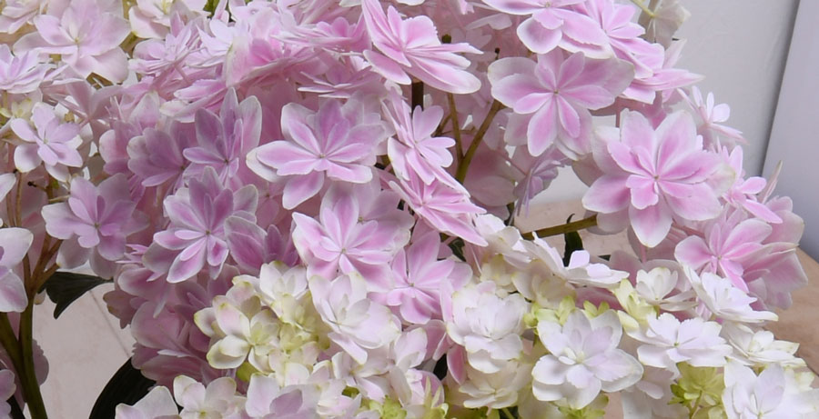 楽天市場 花終わり品 アジサイ 淡いピンク系 万華鏡 お花 アジサイ 鉢植え 5号 鉢植え 花鉢 鉢花 苗 紫陽花 あじさい Fleur Town 吉本花城園