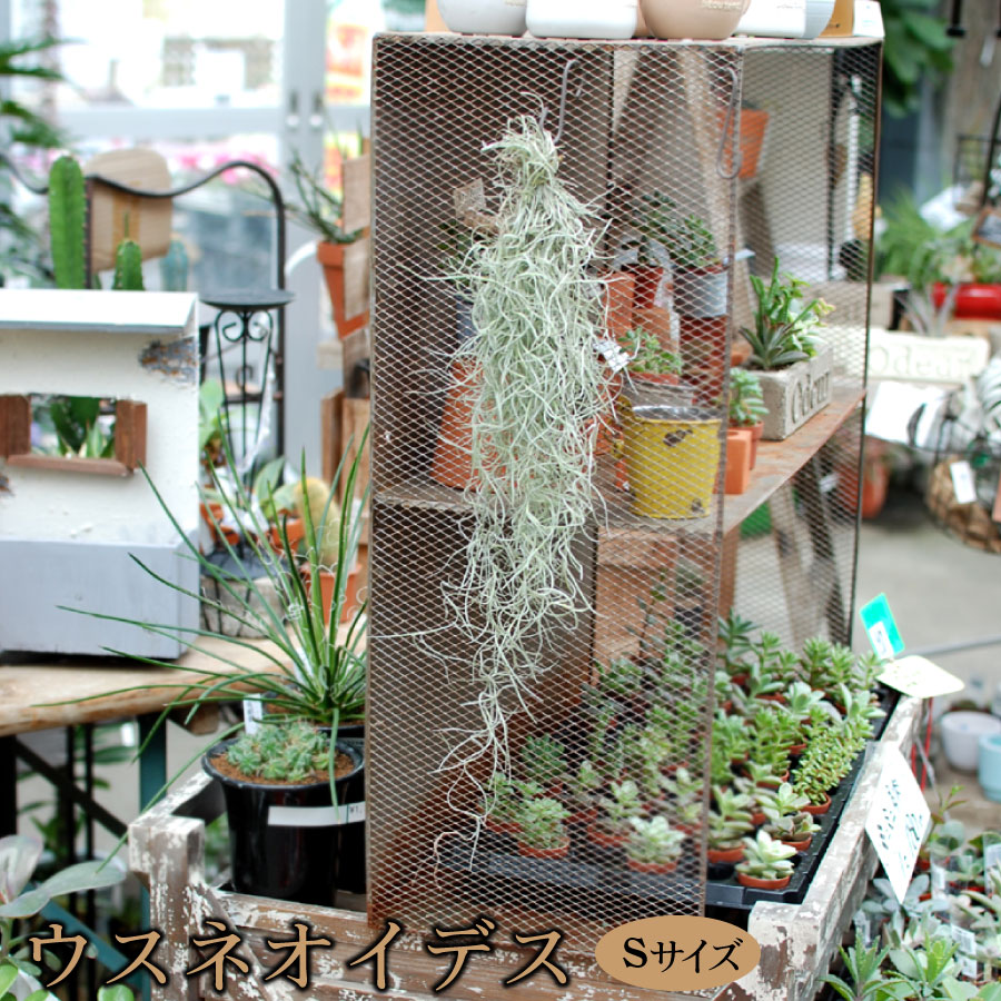 楽天市場 エアープランツ 観葉植物 吊り下げ ウスネオイデス Sサイズ スパニッシュモス Fleur Town 吉本花城園