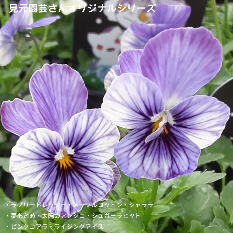 楽天市場】ビオラ レディ 【再入荷予定です】 宮崎 石川園芸