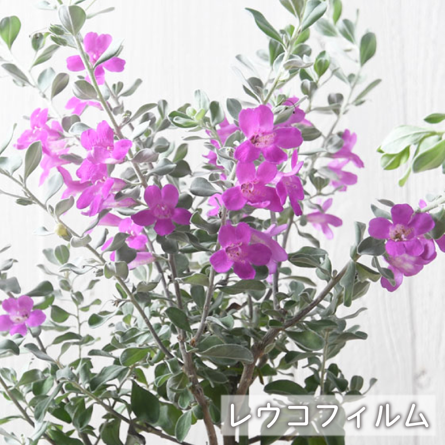 楽天市場】【9月下旬から順次発送】ビオラ 花苗 24ポット セット