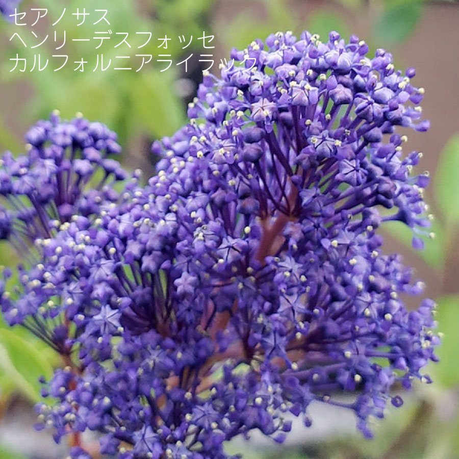 楽天市場】セアノサス パシフィックブルー 4号苗(h33) : 千草園芸