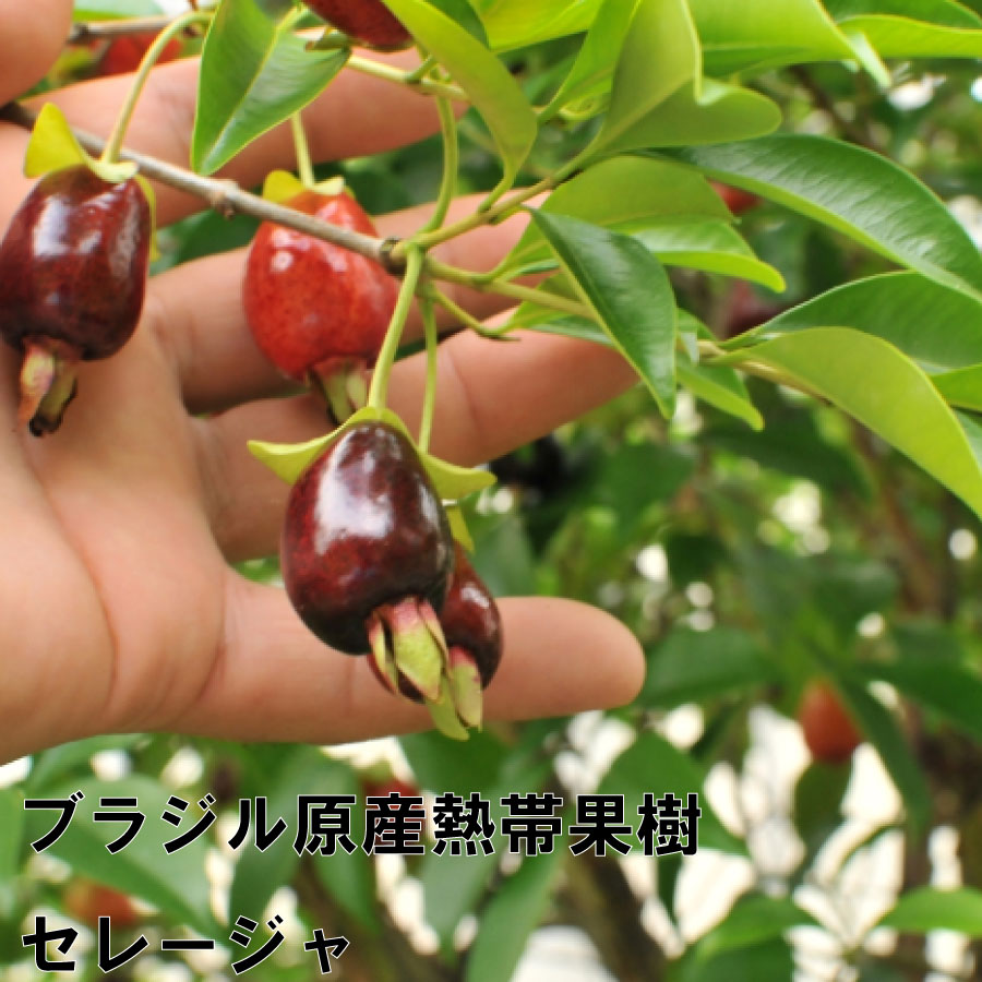 楽天市場】希少 熱帯果樹 セレージャ 3号ポット苗 常緑小低木 果樹苗