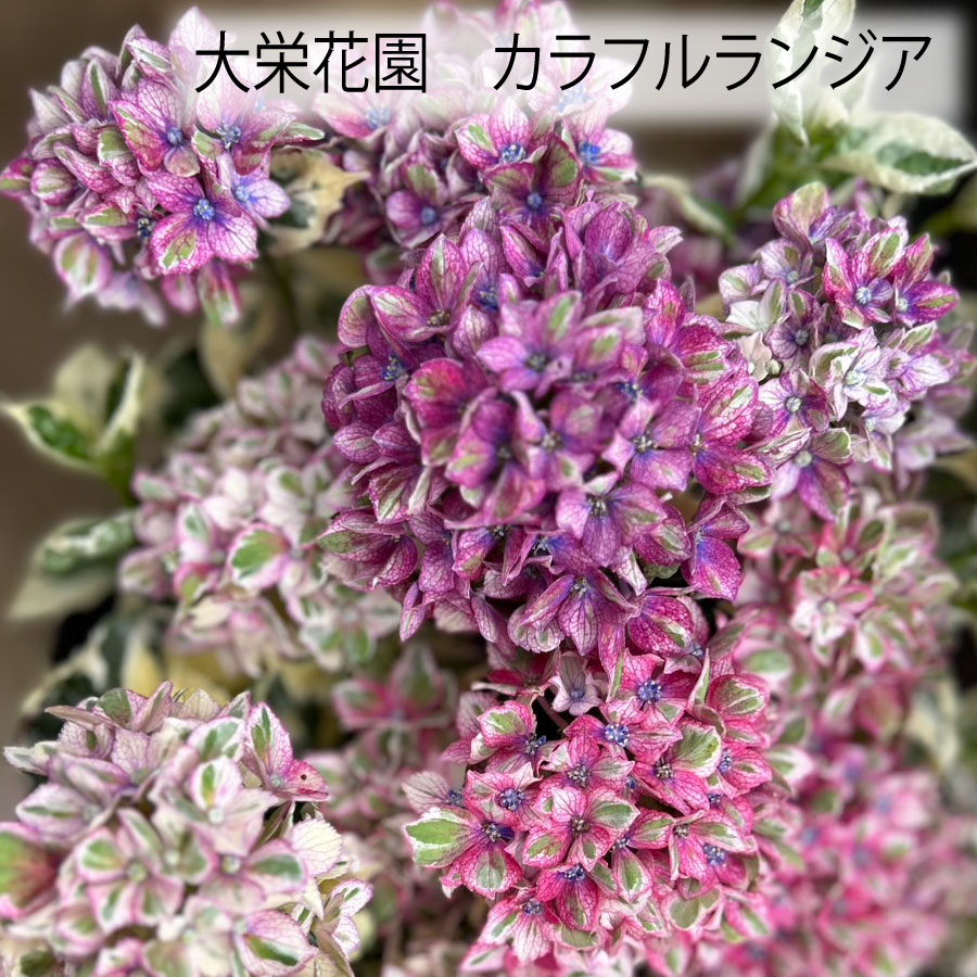 楽天市場】【2025年10月入荷】 アジサイ カラフルランジア スパイス