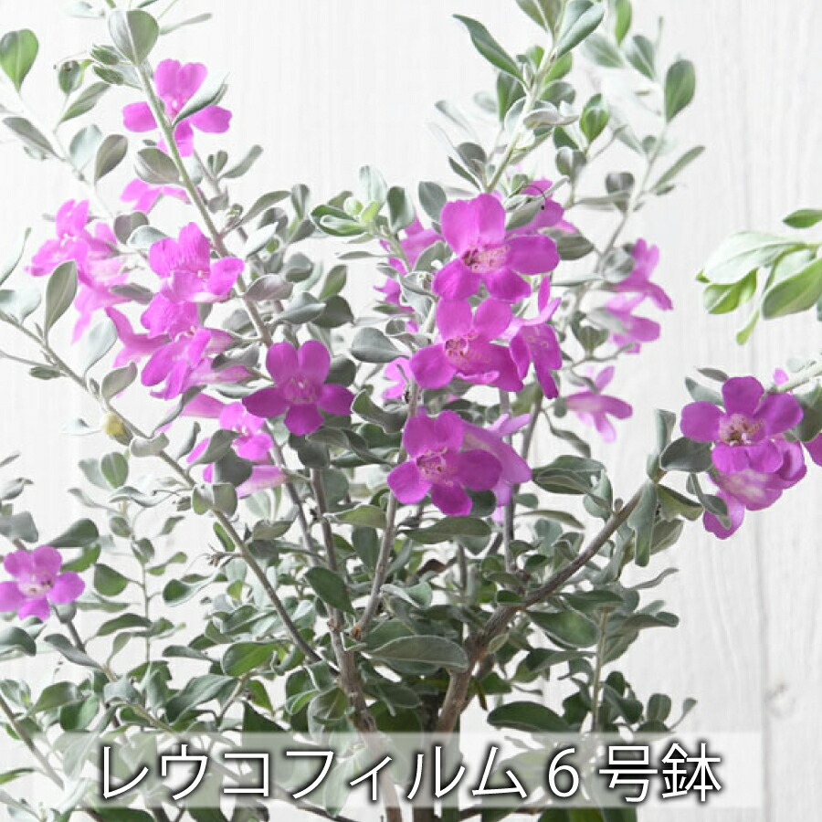 2505reuko6gou1.jpg