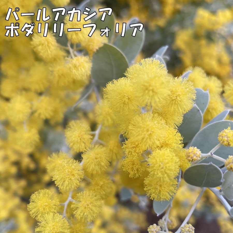 美形。アカシアフロリバンダ1.7M(鉢底から)品番B ミモザ 美形。アカシアフロリバンダ1.7M(鉢底から)品番B ミモザ 美形