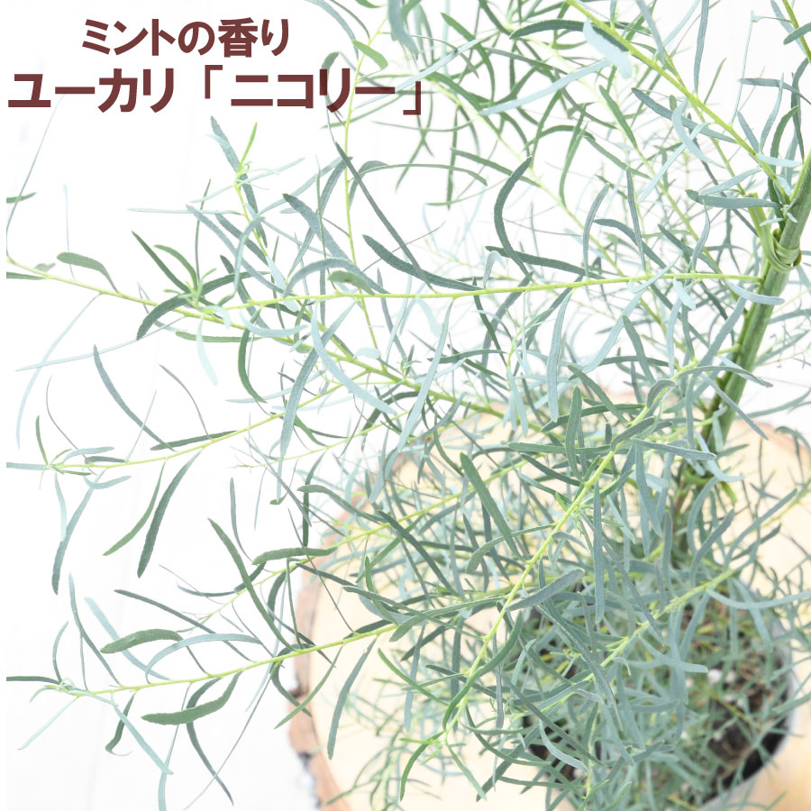 楽天市場】希少 ヒスイカズラ 【再入荷】 翡翠葛 3号ポット苗 つる性