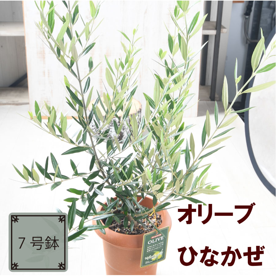 楽天市場】オリーブ アルベキーナ 5号鉢 送料無料 鉢植え 観葉