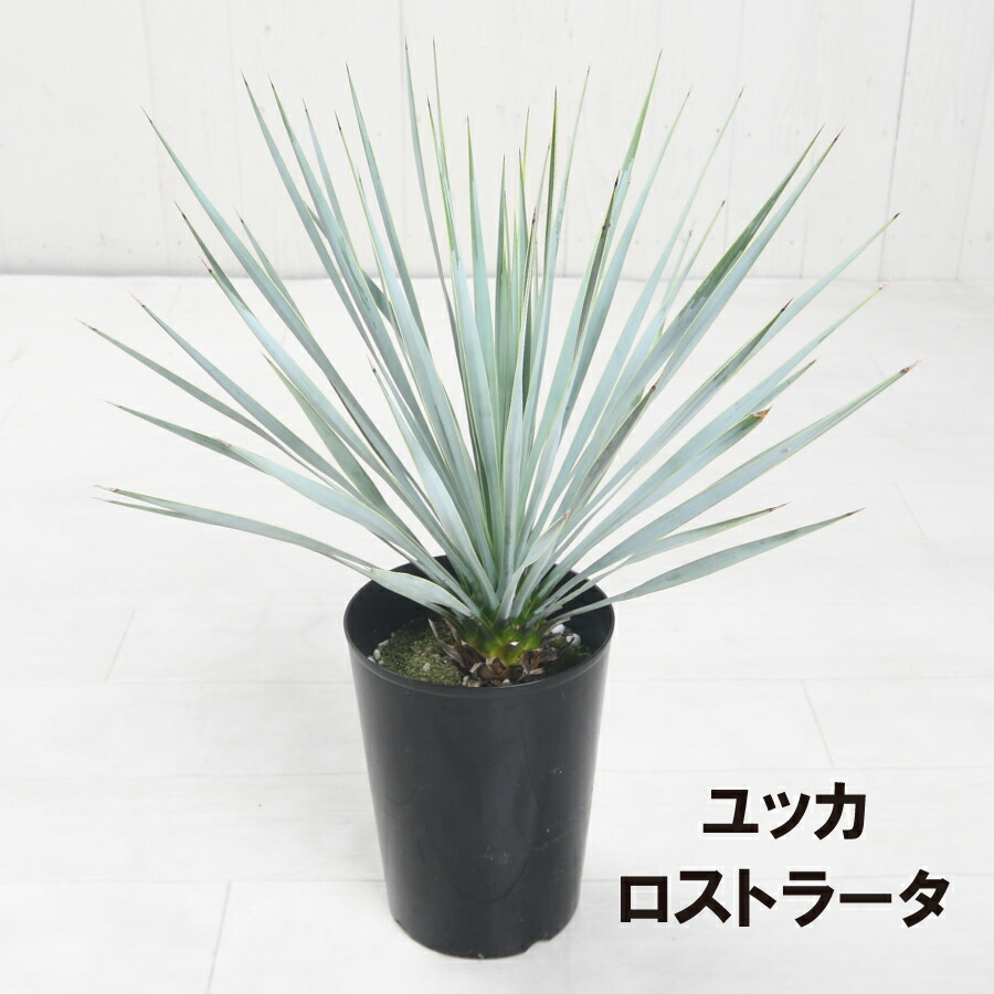 楽天市場】ユッカ ロストラータ 苗 レアな希少種 珍しい