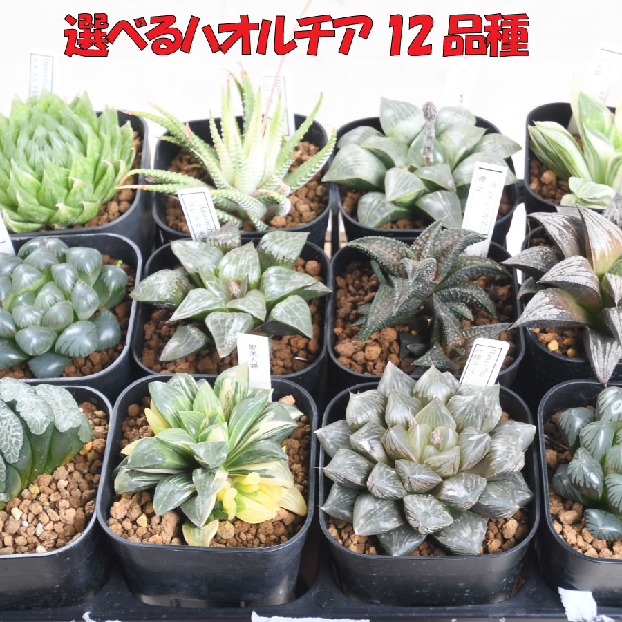 楽天市場】ハオルチア 【セール品】 選べる全12品種 Bセット 3号硬質