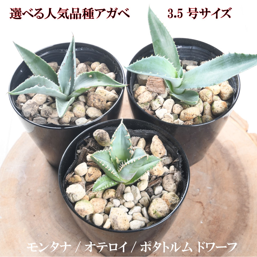 アガベ チタノタ 白鯨 低重心 ボールタイプ 大株 5号鉢 オアハカ オテロイ アガベ チタノタ 白鯨 低重心 ボールタイプ 5号鉢 大株 オアハカ