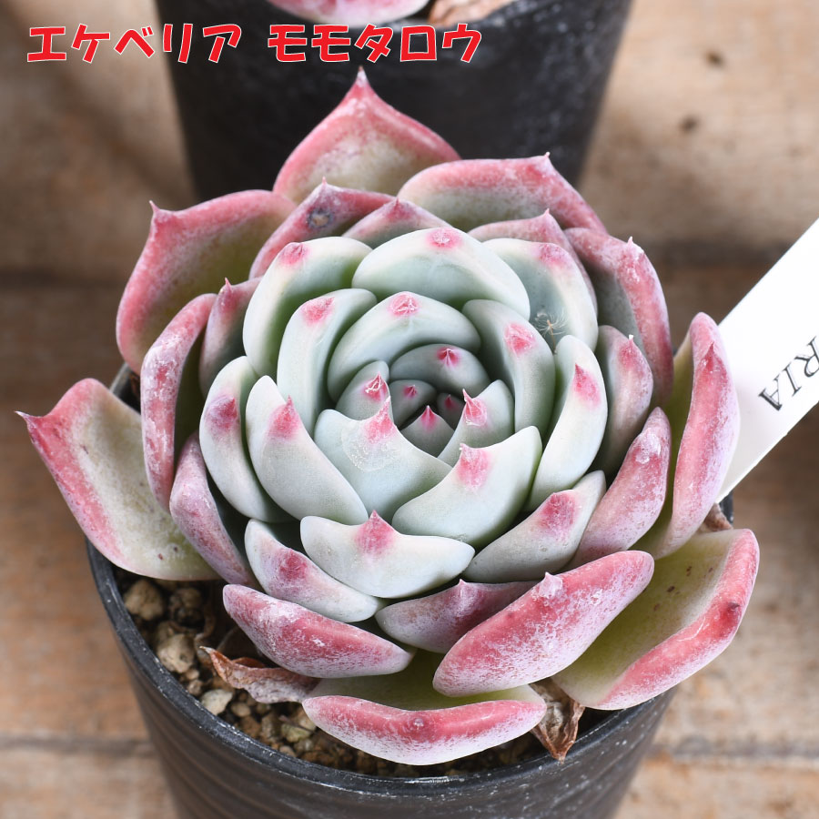 楽天市場】観葉植物 多肉植物 エケベリア モモタロウ 2.5号 7.5