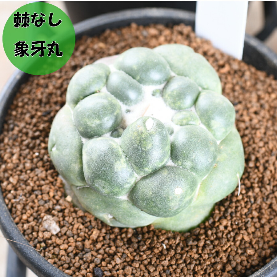 楽天市場】現品 サボテン コリファンタ 象牙丸 3号 艶 美肌 多肉植物