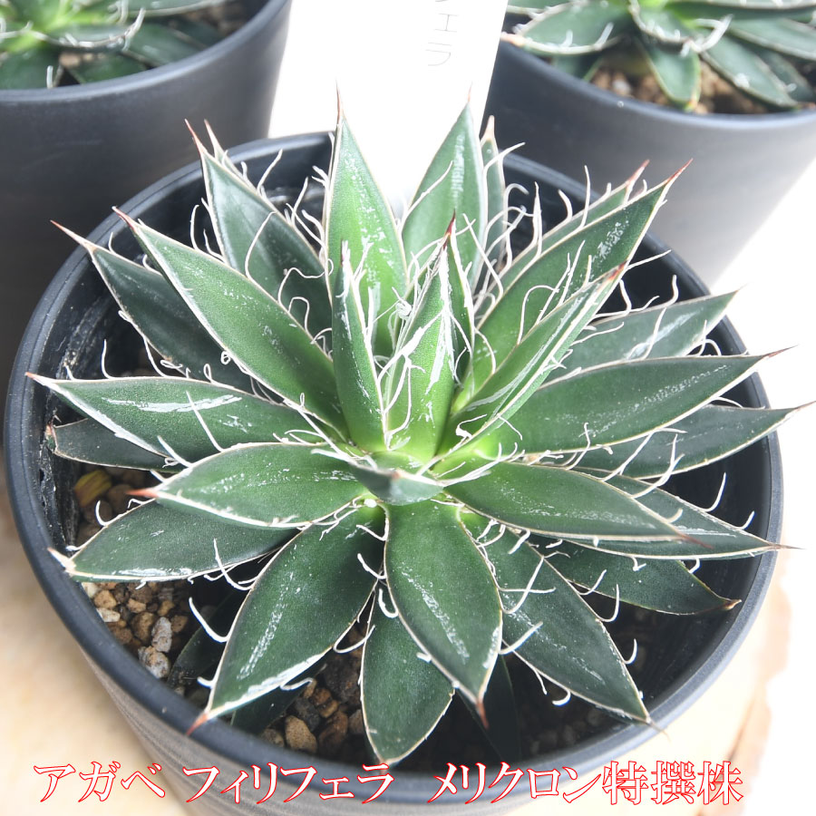 アガベ サルミアナ 中株 50cm強 抜き苗発送 観葉植物 ドライガーデン 楽天市場】アガベ サルミアナ クラシスピナ 多肉 ドライ トゲ