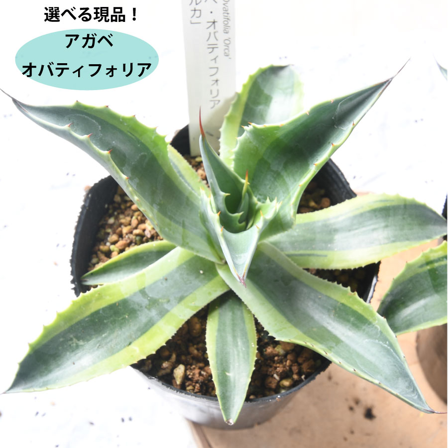 楽天市場】【現品】アガベ オバティフォリア 10号鉢植え【産直