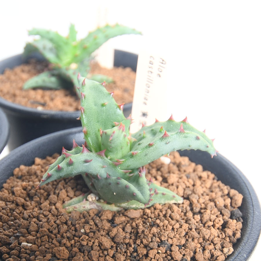 アロエ　ピランシー　多肉植物 約60cm 楽天市場】多肉植物 caアロエ ピランシー 多肉植物 4号鉢 アロエ