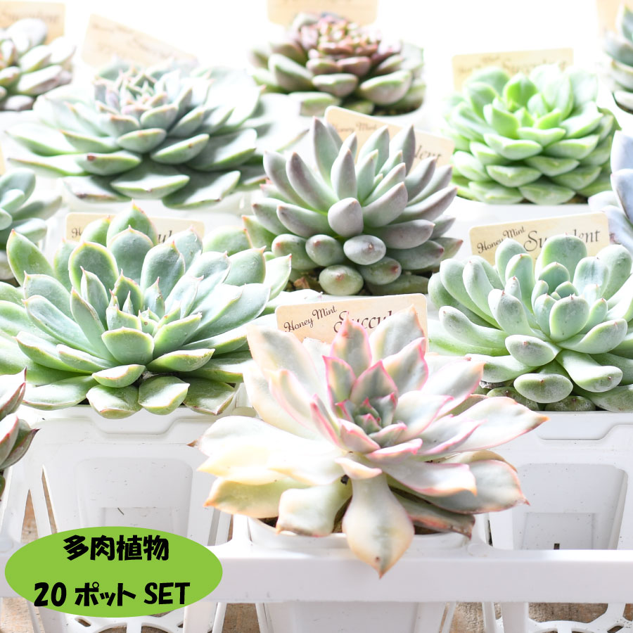 楽天市場】多肉植物 エケベリアカット苗 大小ミックス6個セット 寄せ