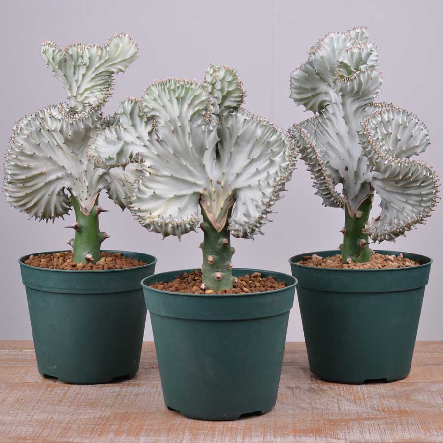 楽天市場 サボテン多肉植物特集 マハラジャ 現品 Fleur Town 吉本花城園