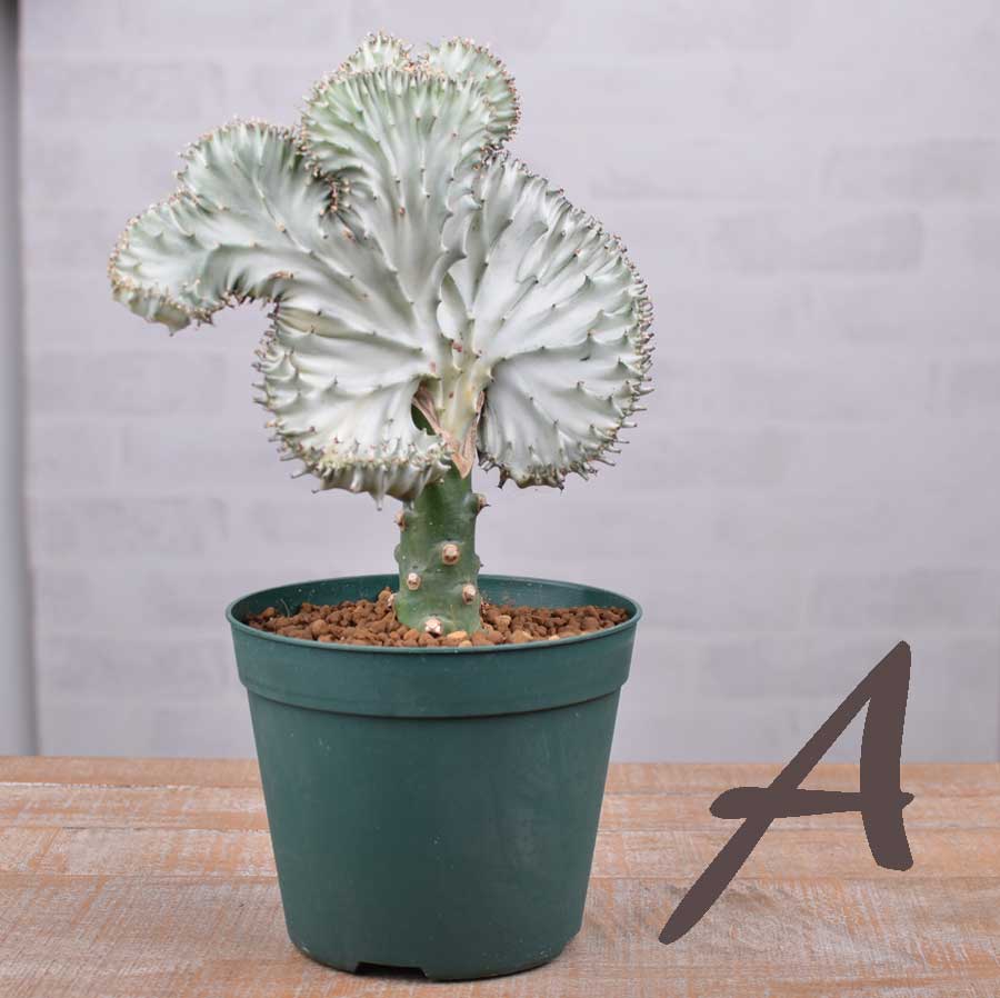 楽天市場 サボテン多肉植物特集 マハラジャ 現品 Fleur Town 吉本花城園