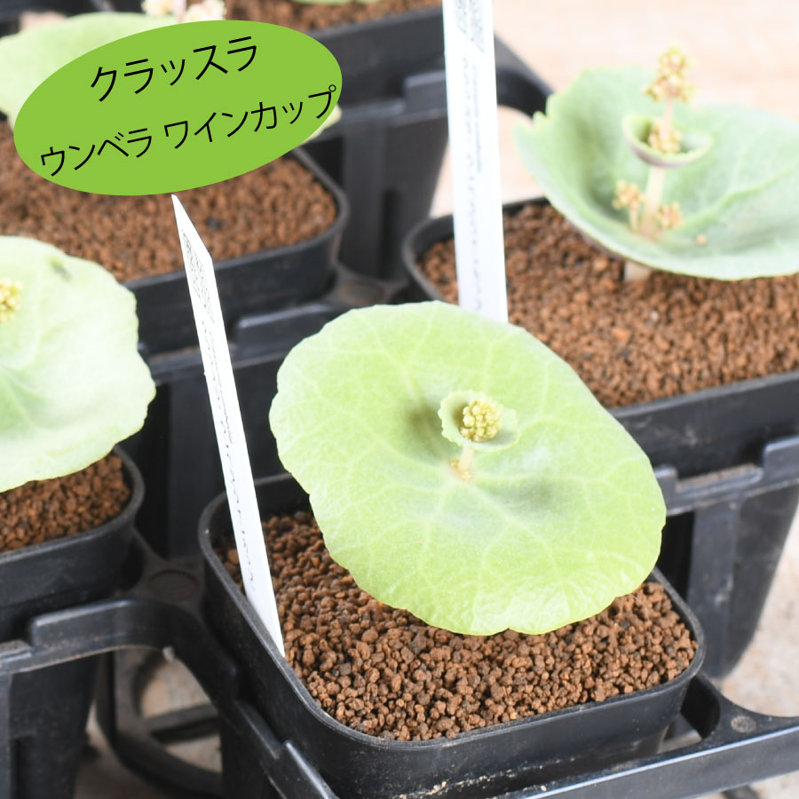 楽天市場】希少 クラッスラ ウンベラ ワインカップ 3号 多肉植物