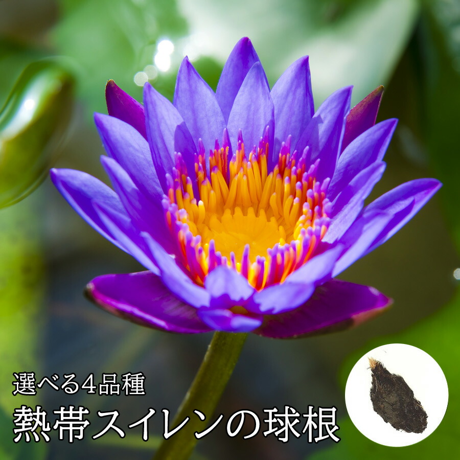 楽天市場】熱帯スイレン 球根 選べる5品種 睡蓮 水蓮 すいれん : Fleur