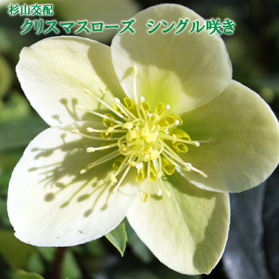 楽天市場】クリスマスローズ 利休系苗 グリーンリップ 曽田園芸 開花