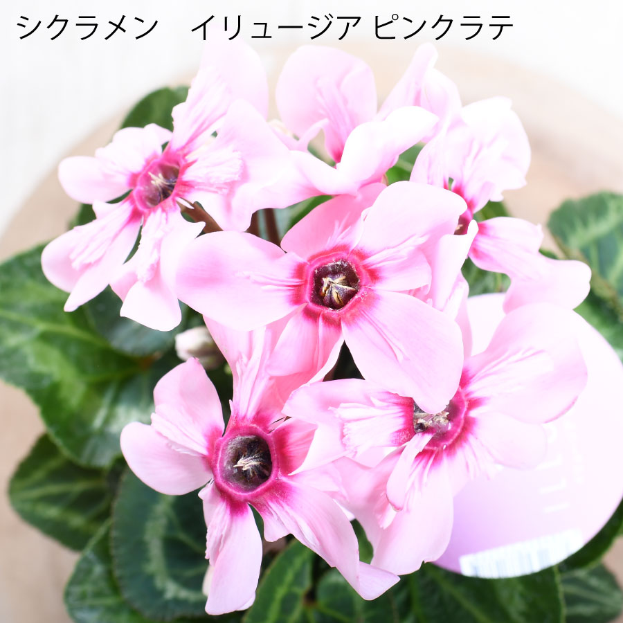 楽天市場】シクラメン イリュージア ピンクラテ 新品種 3号ポット 話題