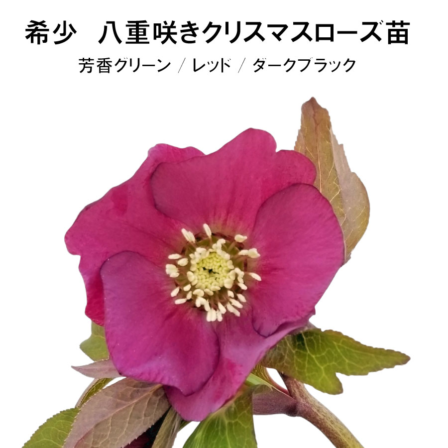 楽天市場】クリスマスローズ 八重咲 利休系グリーンリップ ダブル 4号