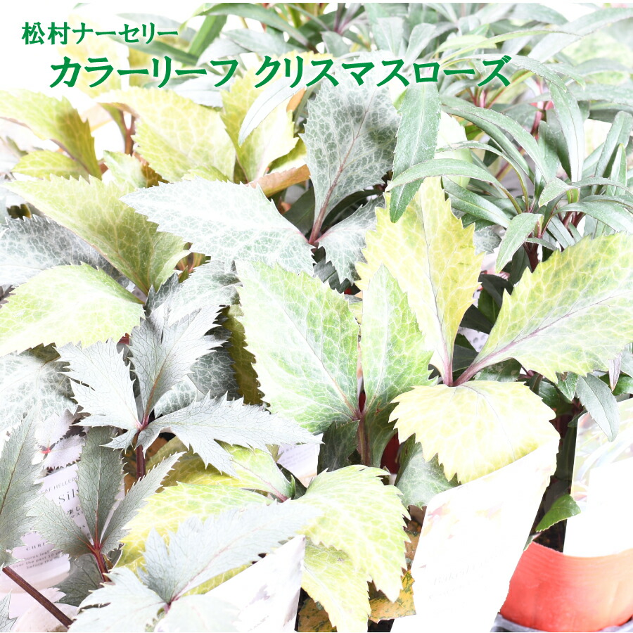 楽天市場】クリスマスローズ 利休系苗 グリーンリップ 曽田園芸 開花