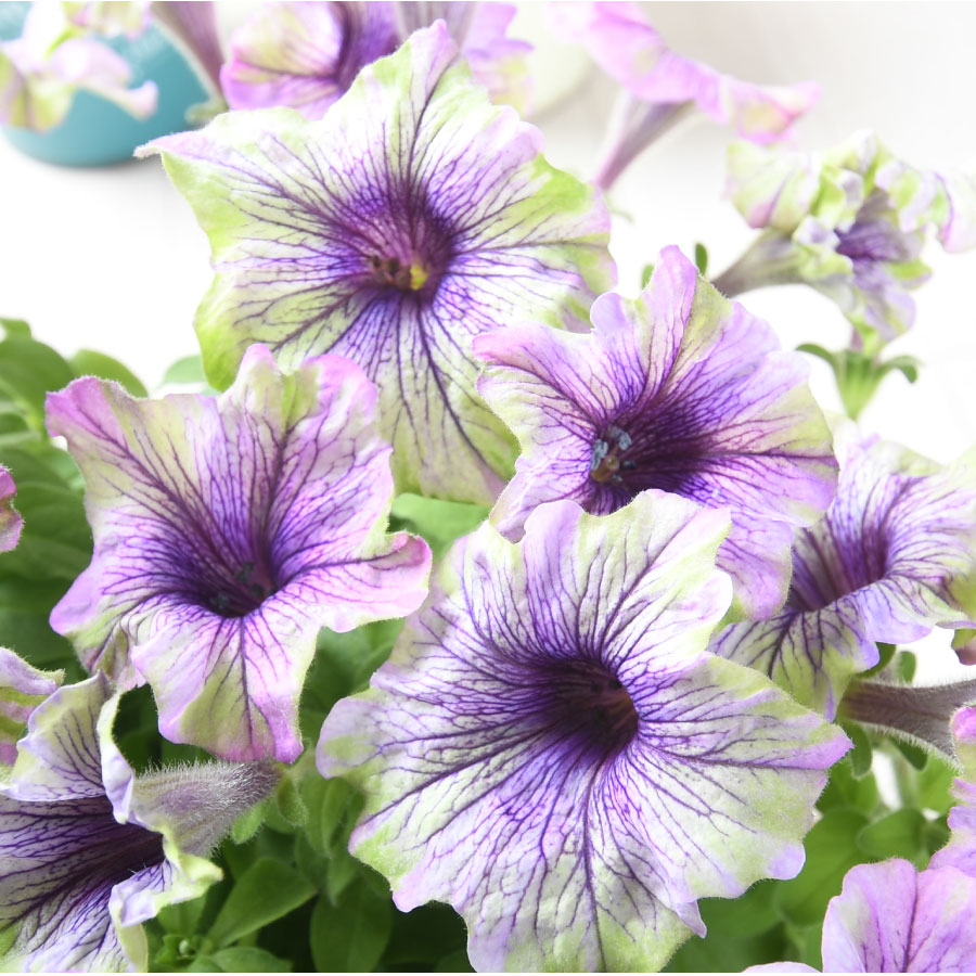 送料込み　アレンジ日本の 花の寄せ植えと　管理番号　16143 送料込み アレンジ日本の 花の寄せ植えと 管理番号 16143