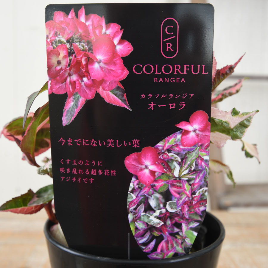 楽天市場】大栄花園 アジサイ カラフルランジア オーロラレッド 【2025