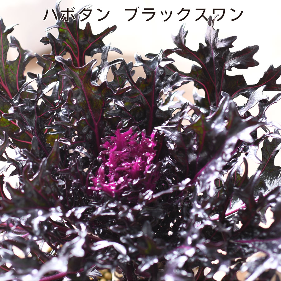 楽天市場】ハボタン 光子 (切り葉) ブラックスワン 3.5号ポット苗