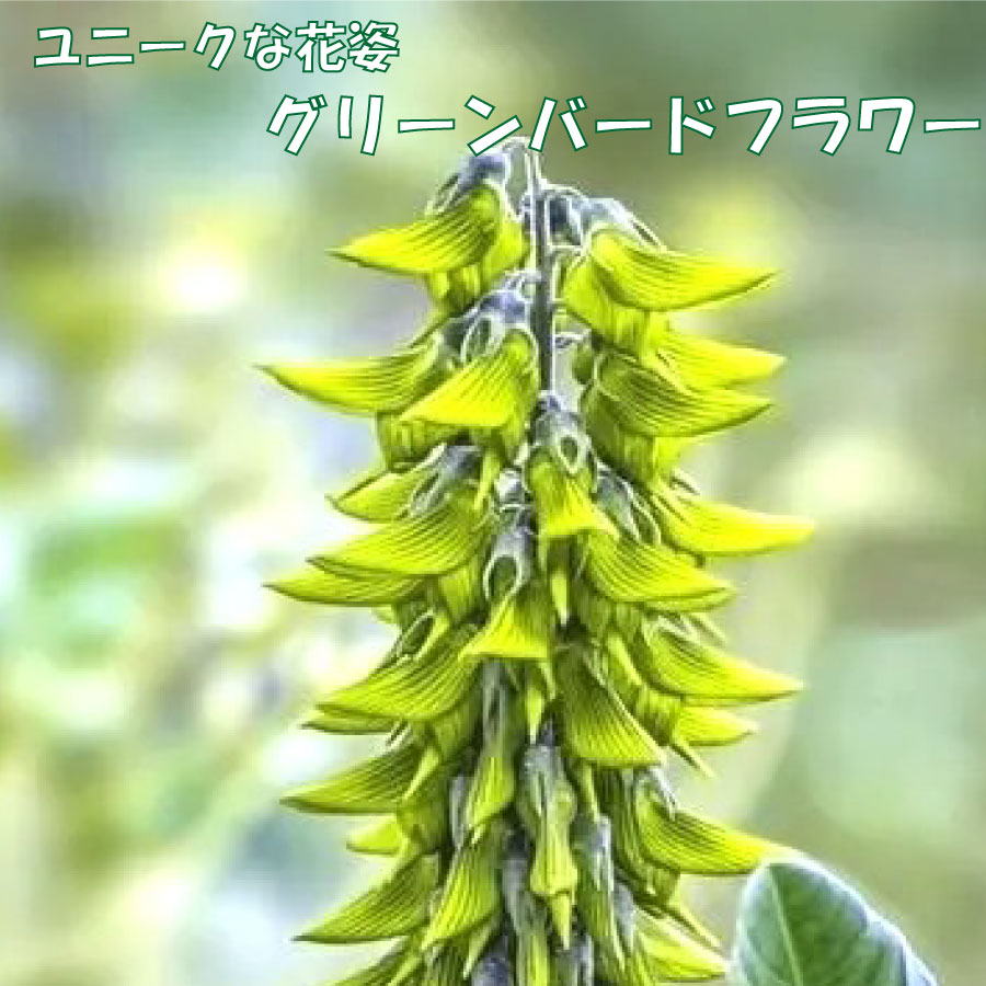 楽天市場】希少 ヒスイカズラ 【再入荷】 翡翠葛 3号ポット苗