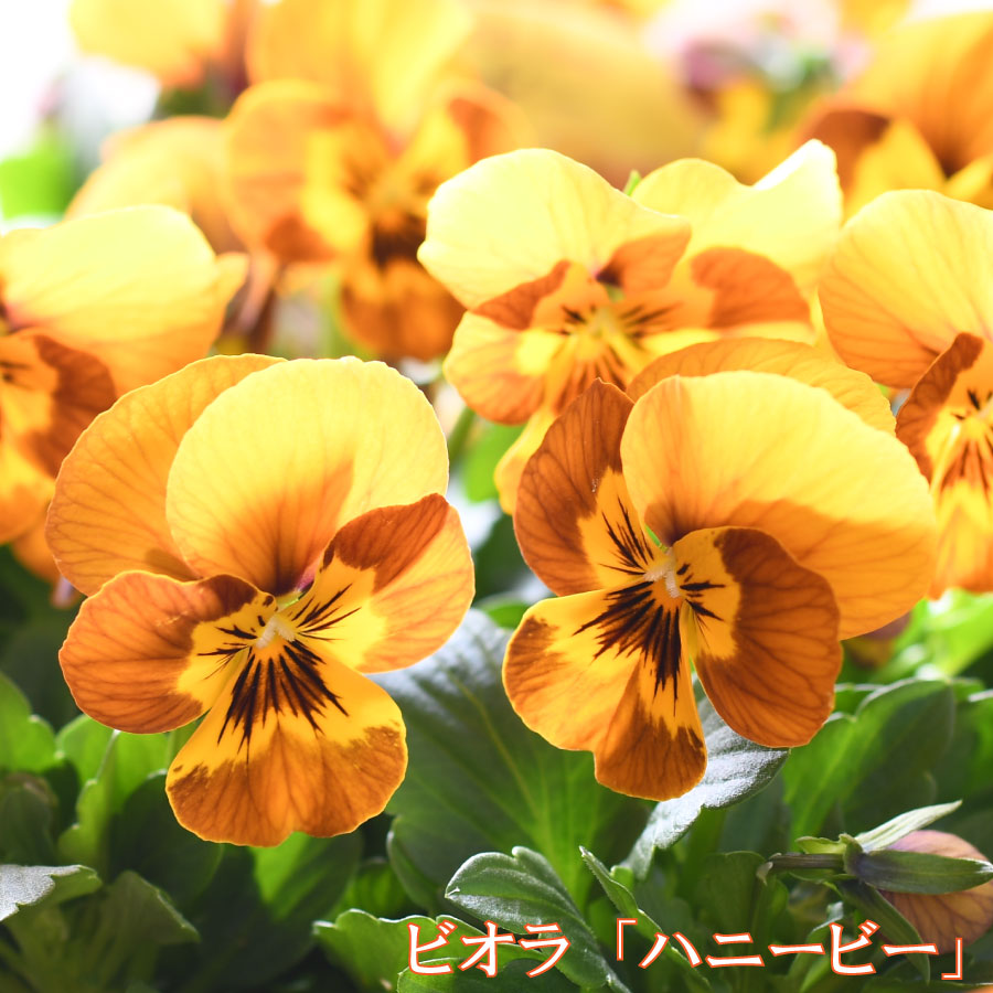 楽天市場】ビオラ ももか ちゅら 苗 10.5cmポット 3.5号鉢 庭植え 寄せ