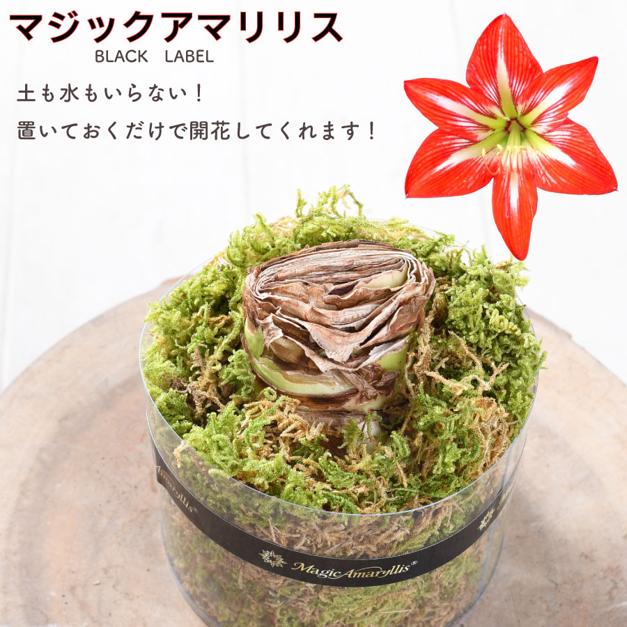 楽天市場】土も水もいらない マジックアマリリス 全3色 簡単栽培 室内