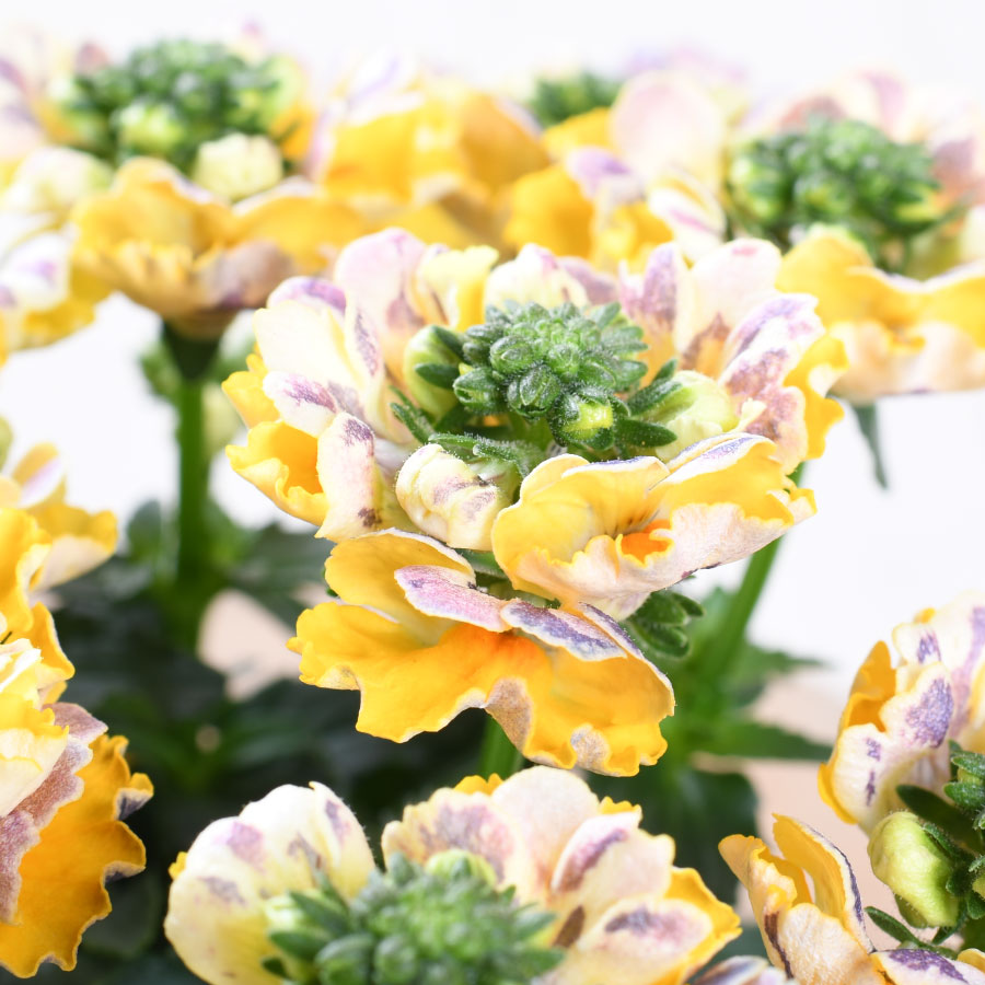 楽天市場】宿根ネメシア レモンパイ 3.5号ポット苗 寄せ植え 花壇