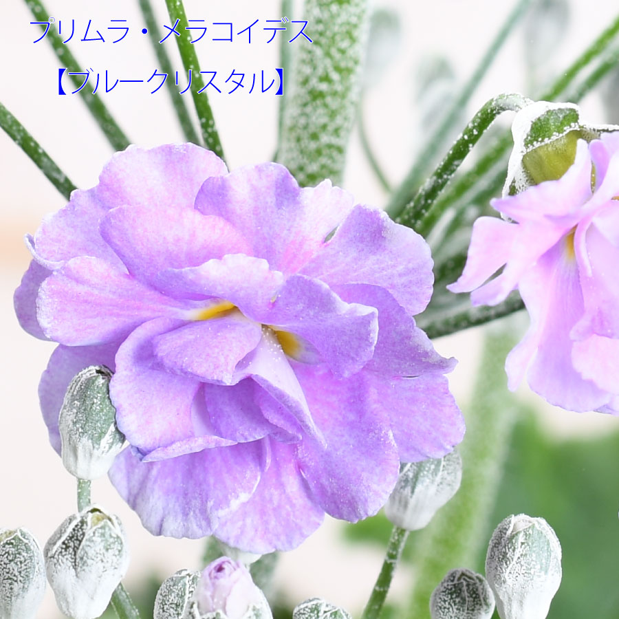 楽天市場】ラナンキュラス ラックス おまかせ4鉢セット 4.5号鉢 今期