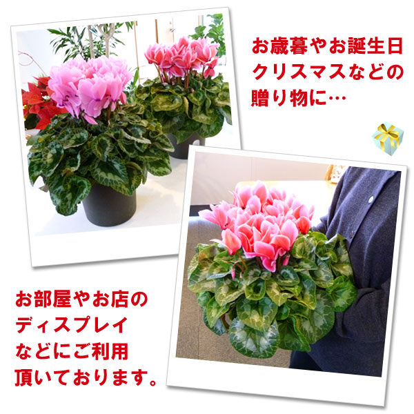 楽天市場 ご予約品 12月上旬以降のお届け プレゼント 専用に生産された高品位な シクラメン 特大株 6号鉢 赤ピンク ワインレッド系 フラワーギフト クリスマス 誕生日 お歳暮 お正月 Fleur Town 吉本花城園