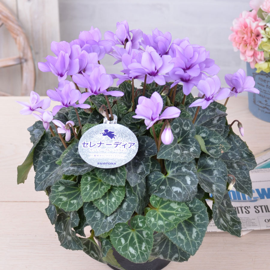 楽天市場】シクラメン☆フェアリーピコ・ダブル（5寸）ローズピンク