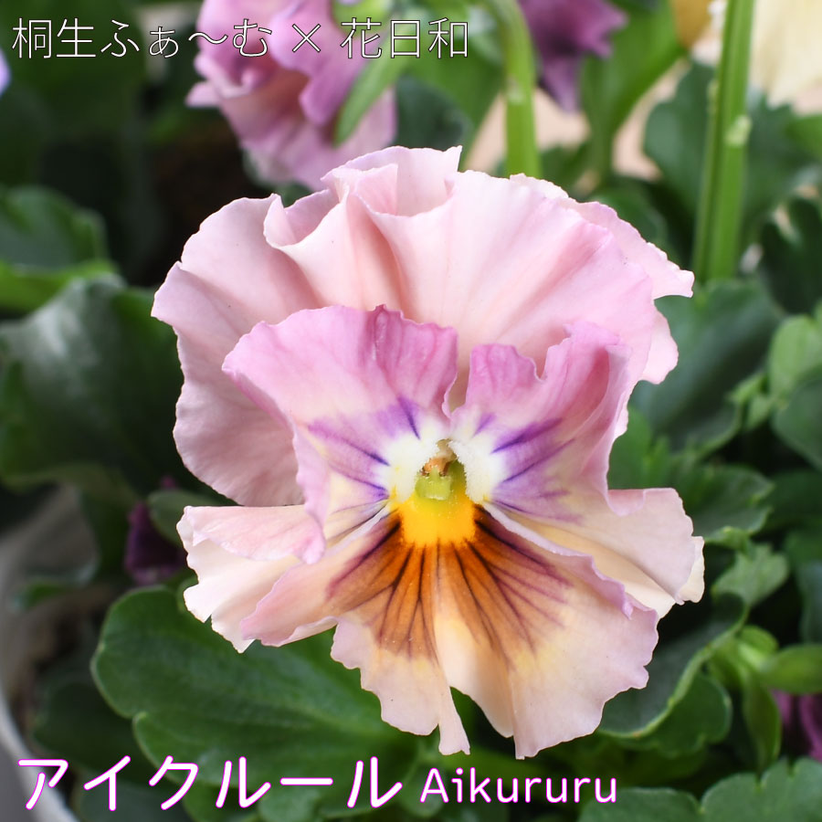 楽天市場】パンジー ビオラ アイクルール 桐生ふぁ～むさん 花日和さん