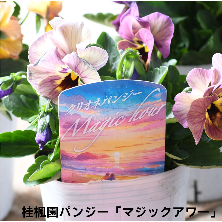 楽天市場】桂楓園さん パンジー マジックアワー 【花色おまかせ】 10