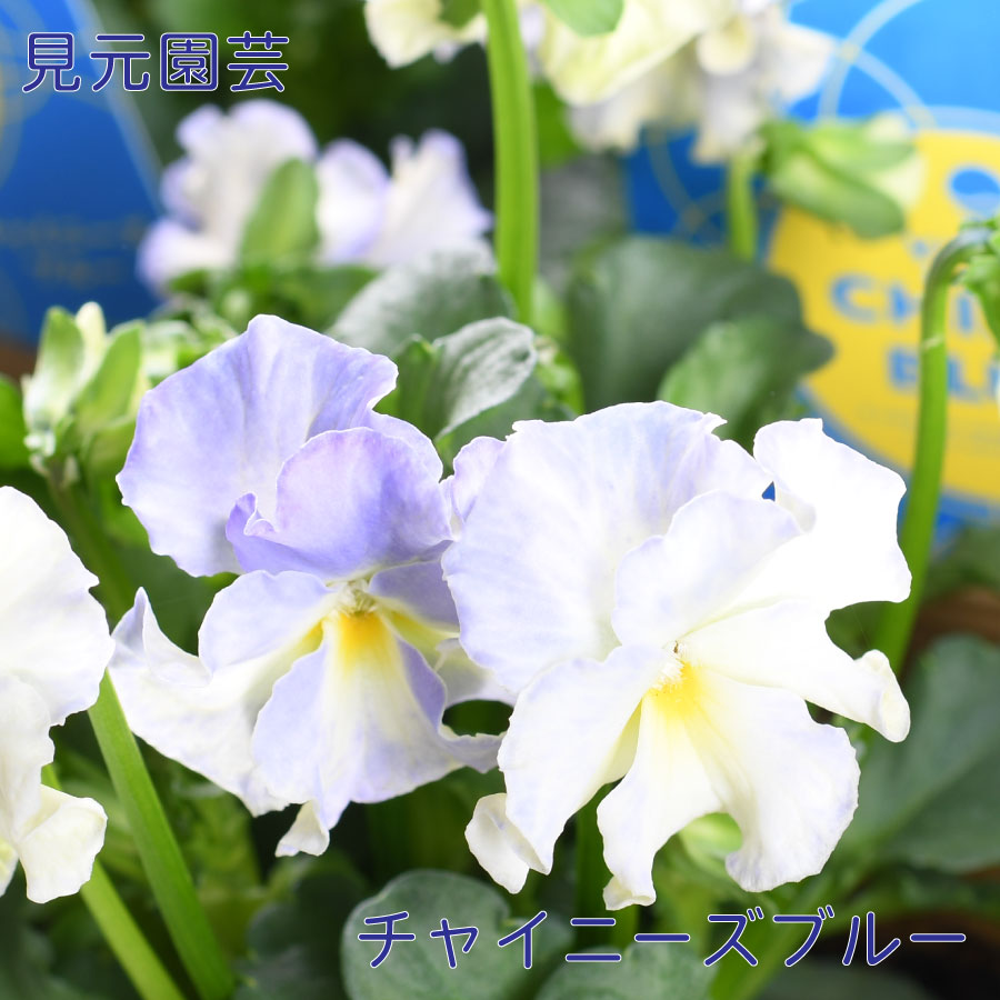 楽天市場】【セール品！】 桂楓園さん パンジー マジックアワー 【花色