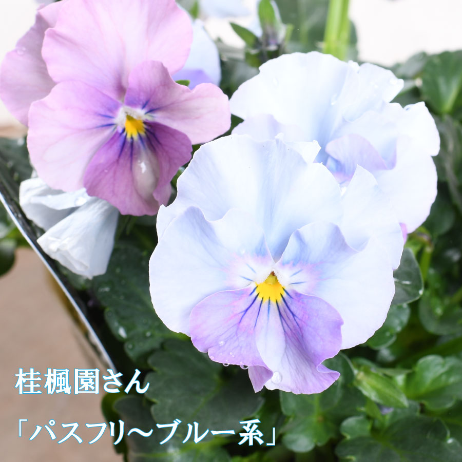 楽天市場】【セール品！】 桂楓園さん パンジー マジックアワー 【花色