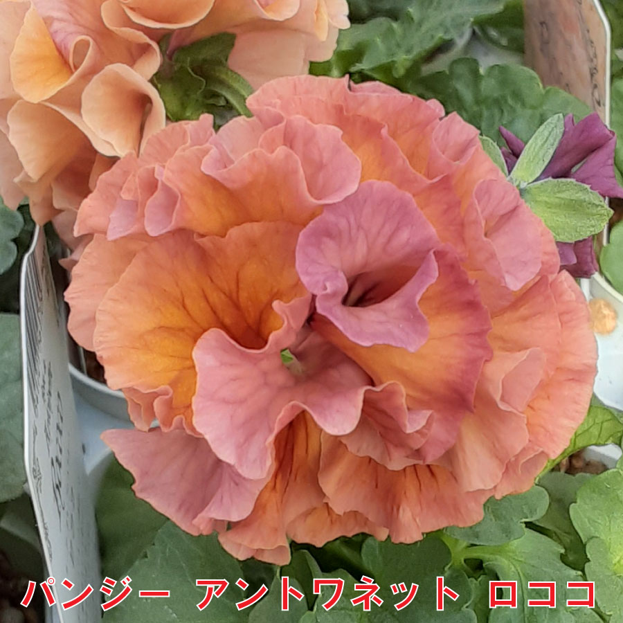 楽天市場】ローブドゥアントワネット 【12月4日20時より販売】 サトウ