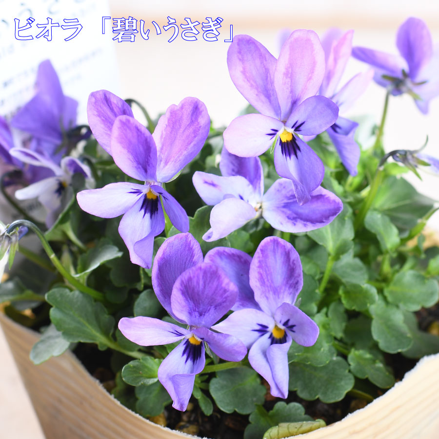 楽天市場】ビオラ シュガーラビット 9cmポット ウサギ型 見元園芸