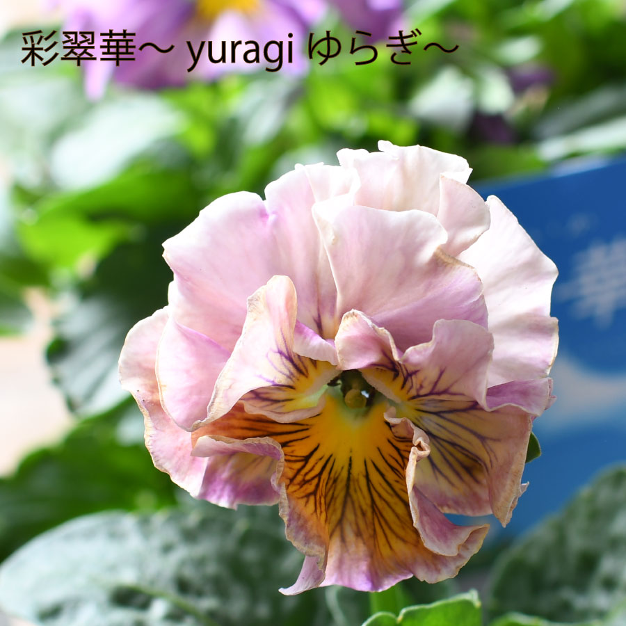 楽天市場】パンジー 彩翠華 さいすいか yuragii ゆらぎ 【2025年新品種